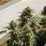 Têtes de cannabis matures poussant dans de longs pots de jardinage extérieurs.