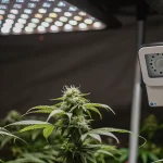 Plants de cannabis avec un contrôleur d'environnement et des lumières de croissance LED.