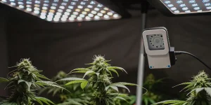 Plants de cannabis avec un contrôleur d'environnement et des lumières de croissance LED.
