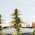 Grands plants de cannabis matures avec des feuilles jaunes dans un jardin extérieur ensoleillé.