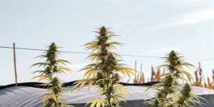 Grands plants de cannabis matures avec des feuilles jaunes dans un jardin extérieur ensoleillé.