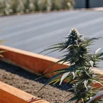 Tête de cannabis avec des trichomes givrés dans un bac de jardinage en bois.