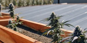 Tête de cannabis avec des trichomes givrés dans un bac de jardinage en bois.