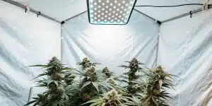 Plants de cannabis avec de grosses têtes sous un panneau lumineux LED.