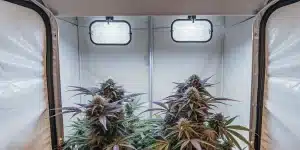 Plants de cannabis aux feuilles pourpres dans une tente de culture sous des lampes.