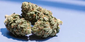 close-up of BC God Buds cannabis nugs with frosty trichomes and orange hairs