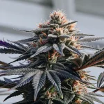 Gros plan hyper réaliste d’une plante de cannabis Berry Zkittlez avec feuilles sombres et pistils orange.