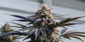 Gros plan hyper réaliste d’une plante de cannabis Berry Zkittlez avec feuilles sombres et pistils orange.