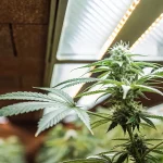culture intérieure de cannabis Big Bud sous lampes LED avec un plant en pleine floraison