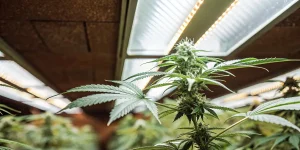 culture intérieure de cannabis Big Bud sous lampes LED avec un plant en pleine floraison