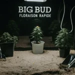 Plantes de cannabis Big Bud en pots sous lumière artificielle pour une floraison rapide