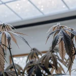 Feuilles de cannabis fanées dans une serre sous lumière naturelle.