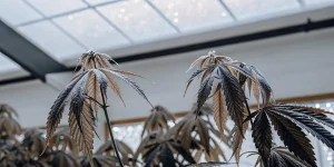 Feuilles de cannabis fanées dans une serre sous lumière naturelle.