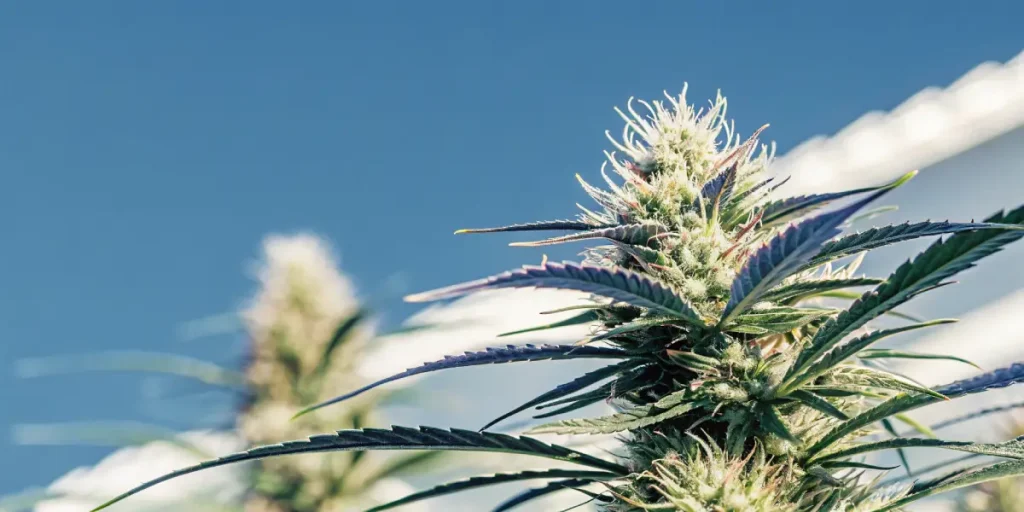 Grosse fleur de cannabis en extérieur sous un ciel bleu clair, avec des pistils blancs et violets.