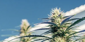 Grosse fleur de cannabis en extérieur sous un ciel bleu clair, avec des pistils blancs et violets.