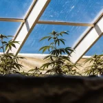Vue rapprochée de plantes de cannabis poussant dans une serre ensoleillée avec un toit en verre bleu.
