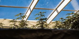 Vue rapprochée de plantes de cannabis poussant dans une serre ensoleillée avec un toit en verre bleu.