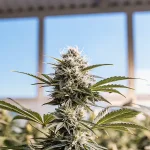 Plante de cannabis en floraison avec pistils blancs sous serre.