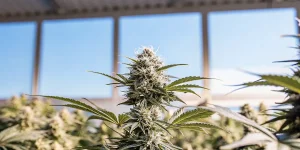 Plante de cannabis en floraison avec pistils blancs sous serre.