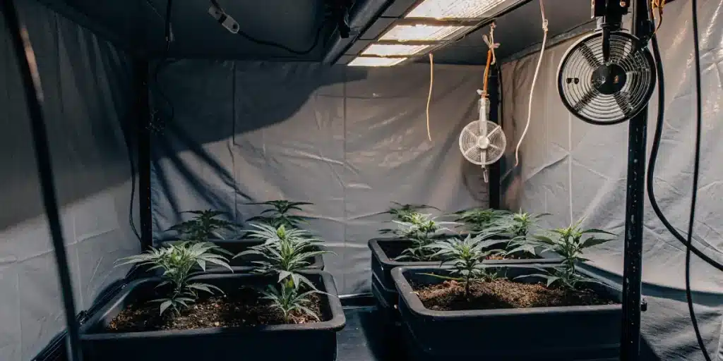 Tente de culture intérieure de cannabis avec de jeunes plantes sous lampes LED et ventilateurs.