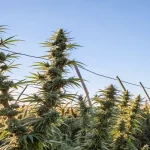 Gros bourgeons de cannabis cultivés en plein air au coucher du soleil avec des structures de support.