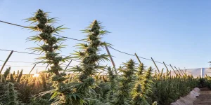 Gros bourgeons de cannabis cultivés en plein air au coucher du soleil avec des structures de support.