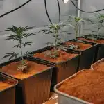 jeunes plants de cannabis cultivés en intérieur dans des pots sous éclairage artificiel