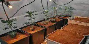 jeunes plants de cannabis cultivés en intérieur dans des pots sous éclairage artificiel