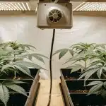 culture de cannabis en intérieur avec jeunes plants sous lampes LED et système de ventilation