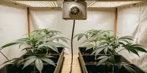 culture de cannabis en intérieur avec jeunes plants sous lampes LED et système de ventilation