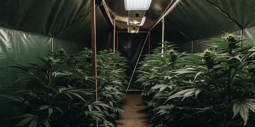Indoor cannabis cultivation tent with dense green plants under artificial lighting.