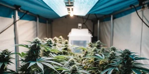 culture de cannabis en intérieur sous lampe LED avec plantes en floraison