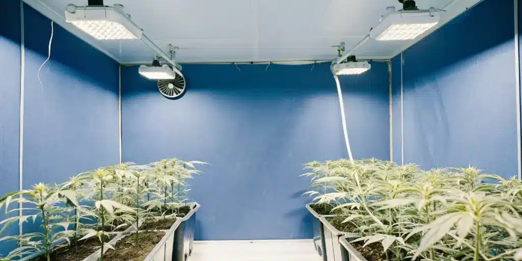 culture intérieure de cannabis sous lampes LED avec jeunes plants organisés en rangées