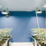 culture intérieure de cannabis sous lampes LED avec jeunes plants organisés en rangées