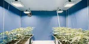culture intérieure de cannabis sous lampes LED avec jeunes plants organisés en rangées