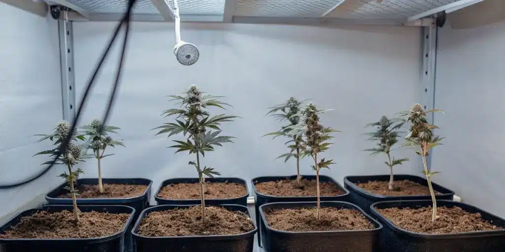 plants de cannabis en intérieur au stade de floraison avec des bourgeons développés
