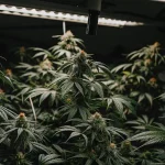 hyper realistic indoor cannabis grow with dense buds under artificial light