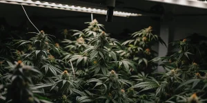 hyper realistic indoor cannabis grow with dense buds under artificial light