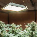 Indoor cannabis grow with LED lights illuminating healthy marijuana plants in flowering stage.