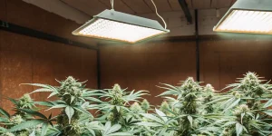 Indoor cannabis grow with LED lights illuminating healthy marijuana plants in flowering stage.