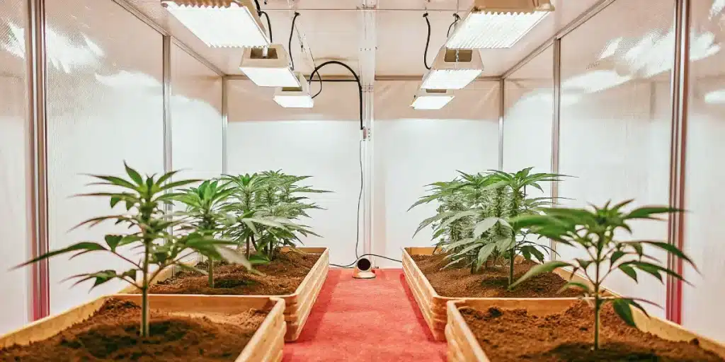indoor cannabis cultivation setup with young plants under LED grow lights