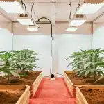 indoor cannabis cultivation setup with young plants under LED grow lights