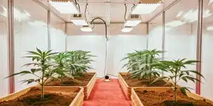 indoor cannabis cultivation setup with young plants under LED grow lights