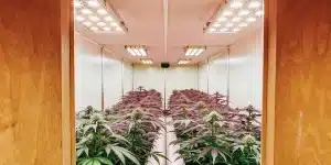 Indoor cannabis grow room with LED lights and purple-tinted marijuana plants.