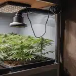 Indoor cannabis grow tent with LED lighting and healthy green plants.