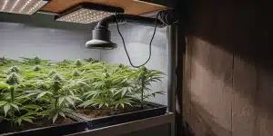 Indoor cannabis grow tent with LED lighting and healthy green plants.