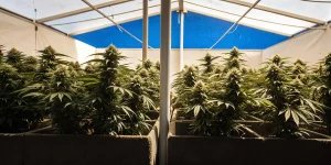 jardin de cannabis intérieur sous tente avec des plantes en pleine floraison sous lumière bleue naturelle