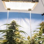 culture de cannabis en intérieur sous lampe LED dans une tente bleue