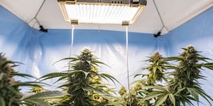culture de cannabis en intérieur sous lampe LED dans une tente bleue