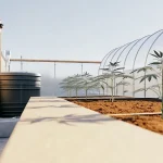 jeunes plants de cannabis poussant dans une serre extérieure moderne avec sol préparé